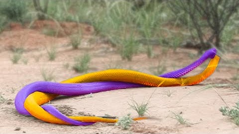 10 Rarest Snakes in the World