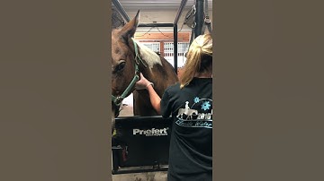 Jugular blood draw equine
