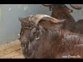 Козы оренбургской породы на Всероссийской выставке овец г Элиста