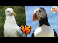 【シシャモをめぐる大乱闘】カラフル海鳥パフィンvs貪欲カモメ！ピエロのような顔の珍しい鳥・パフィンがカナダの海で子育てに励む貴重映像【どうぶつ奇想天外／WAKUWAKU】