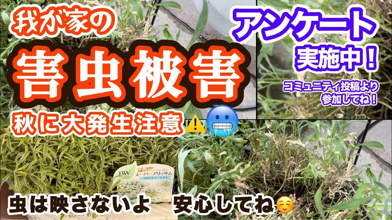 夏の終わり害虫被害】効くお薬・被害映像・虫モザイク編集・被害