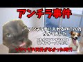 猫ミームでわかるアンチラ事件#猫ミーム #猫マニ #猫ミーム茶番劇