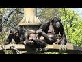 Aunt Sakura is sometimes nice! by Ibuki and Dill サクラ叔母ちゃんは時々優しいよ!イブキとディル Chimpanzee 多摩動物公園