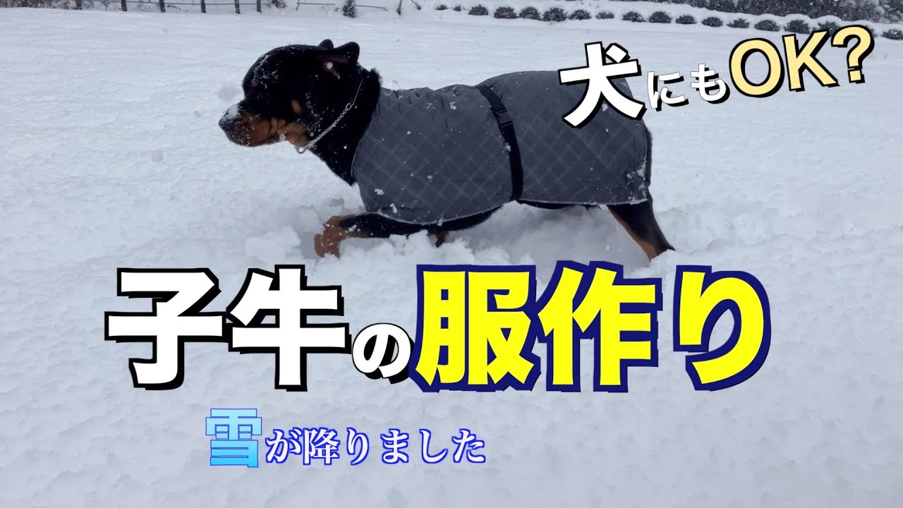 子牛の寒さ対策。服を作ってみました