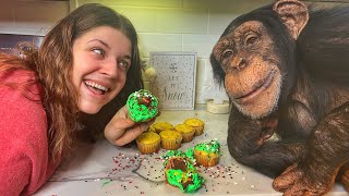 CHIMPANZEE CHEF BAKES CHRISTMAS CUPCAKES | Myrtle Beach Safari