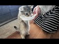 立ち食いする短足マンチカンのリリーちゃんの寝起きに密着 A close look at Lily, a short-legged Munchkin kitten, as she wakes up
