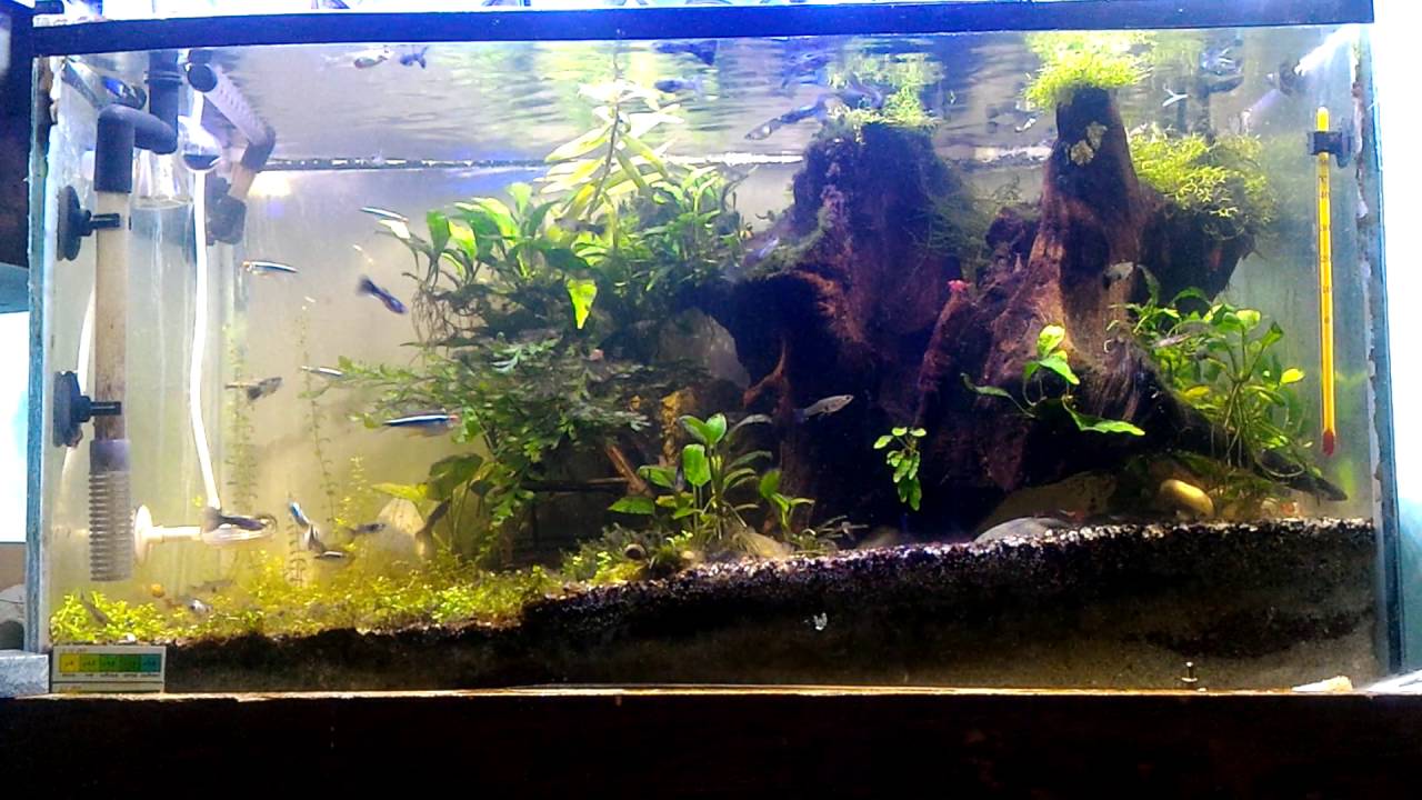 Aquascape siap WC (Water Change) YouTube