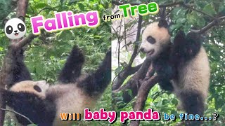 Baby Panda Falling from Tall Tree!