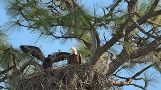 Bald Eagle Family at Hammock of Fenney by Alan Terwilleger 157 views 1 month ago 1 minute, 34 seconds