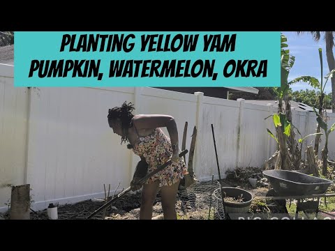 Planting Yellow yam, Caribbean pumpkin, watermelon and okra throughout the garden