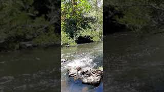 Arroyo tarumá Misiones Argentina 🍃