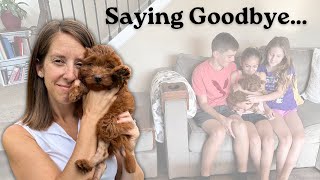 Goldendoodle Puppy Goes To A New Home