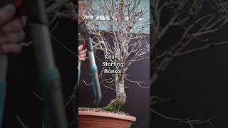 Starting Flowering Cherry Bonsai Made Easy?