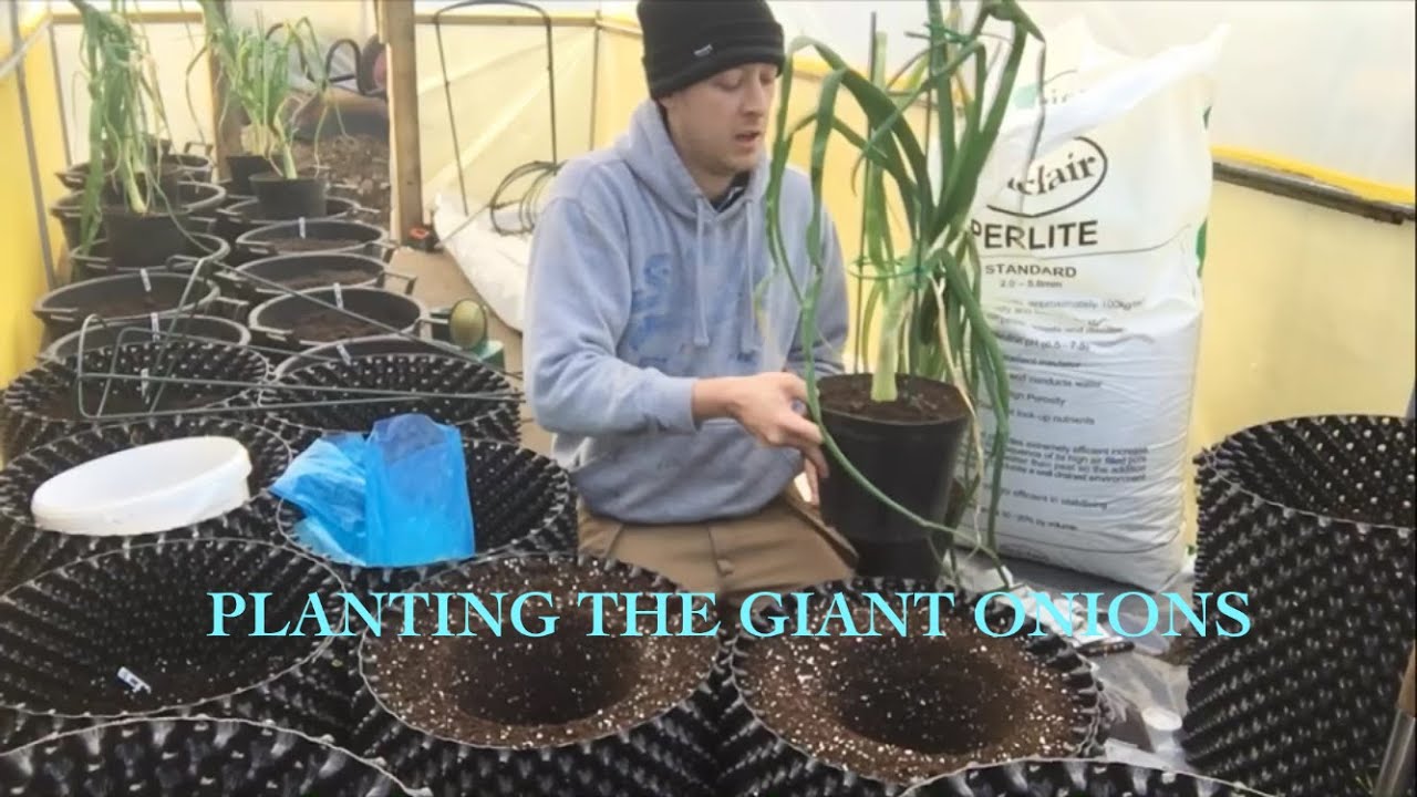 Marks Allotment Diary: Planting Out The Giant Onion In Air Pots