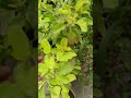 Tulsi kabhi nhi sukhegi #shorts #short #trending