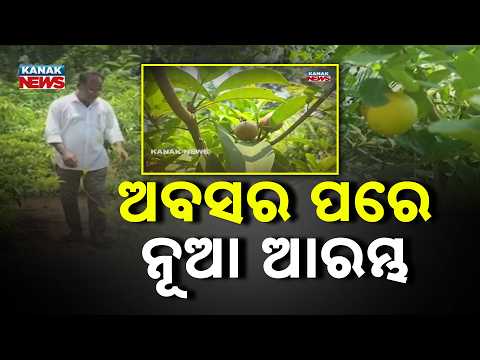Bazaar Halchaal: Massive Inspiration: Odisha Man Grows Japanese Miyazaki Mango at Home In Ganjam