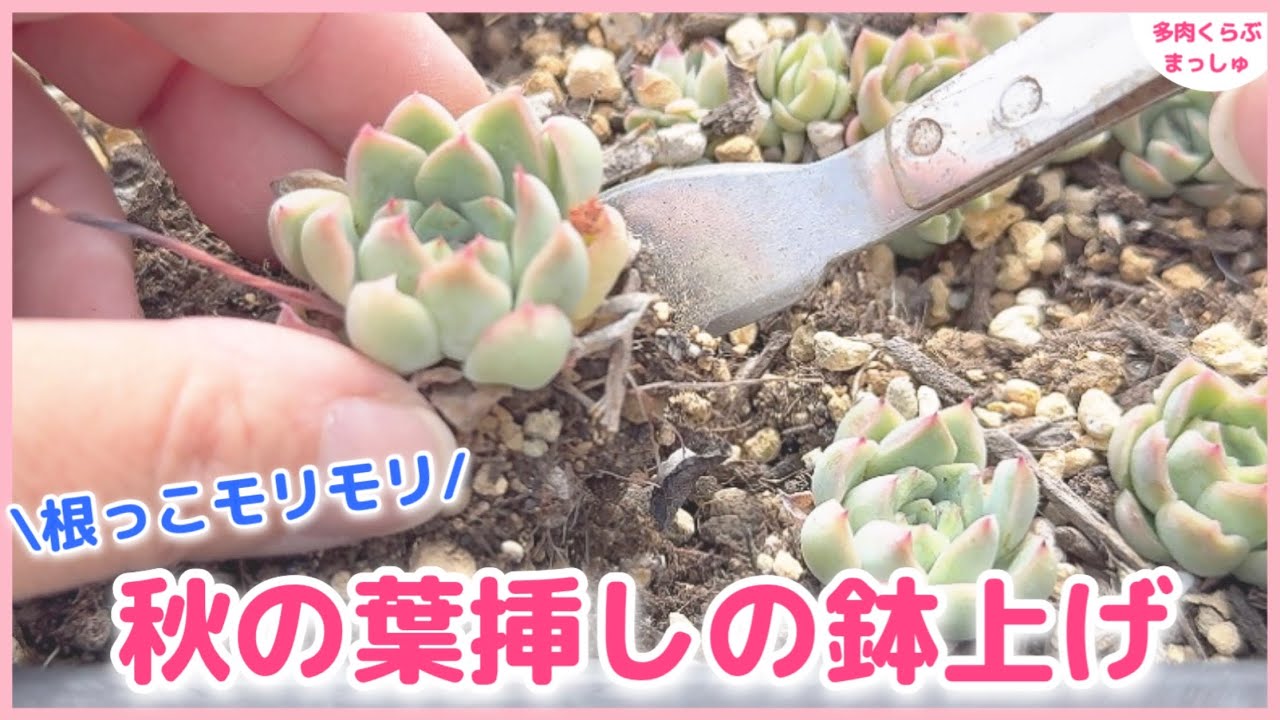 多肉植物】秋の葉挿しを鉢上げ✨根っこもモリモリ育っています 