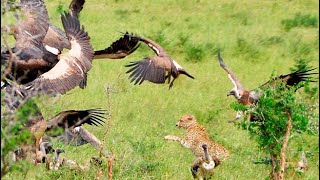 animals fastest earth