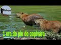 1 HORA DE PIU DE CAPIVARA PARA ATRAIR,Caça de capivara