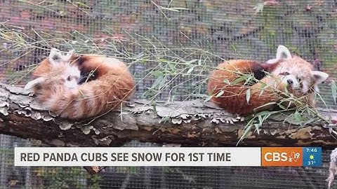 Red panda cubs see snow for first time