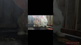 🏆🐰 Could This Be the Perfect Rabbit Pair for Breeding?