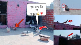 ||पहली बार बैठे एक साथ दो काबूतर|| pahli bar Baithe Ek Sath do kabutar||❣