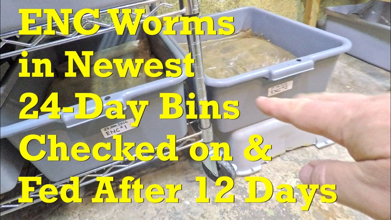 Новейшие 24-дневные контейнеры для червей ENC получают больше влаги, подстилки и гравия, а также ...