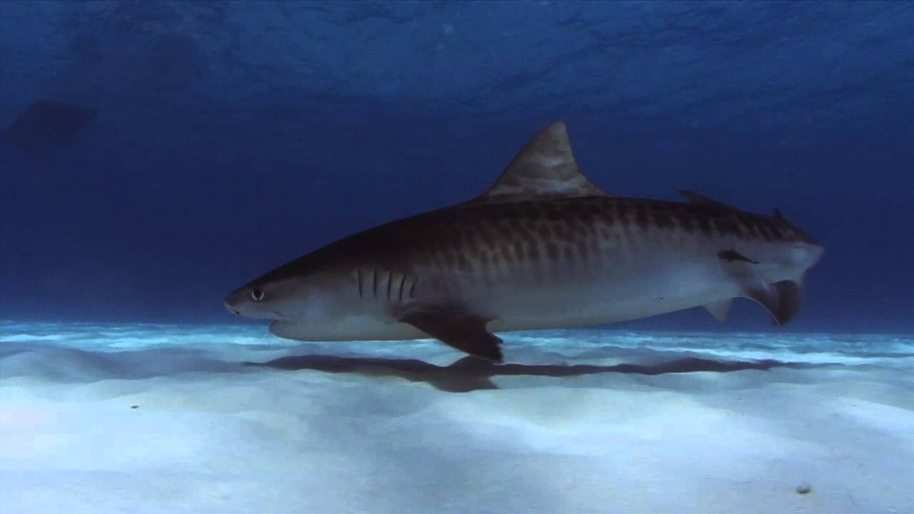 western australia flag Help Stop Shark Culling in Australia