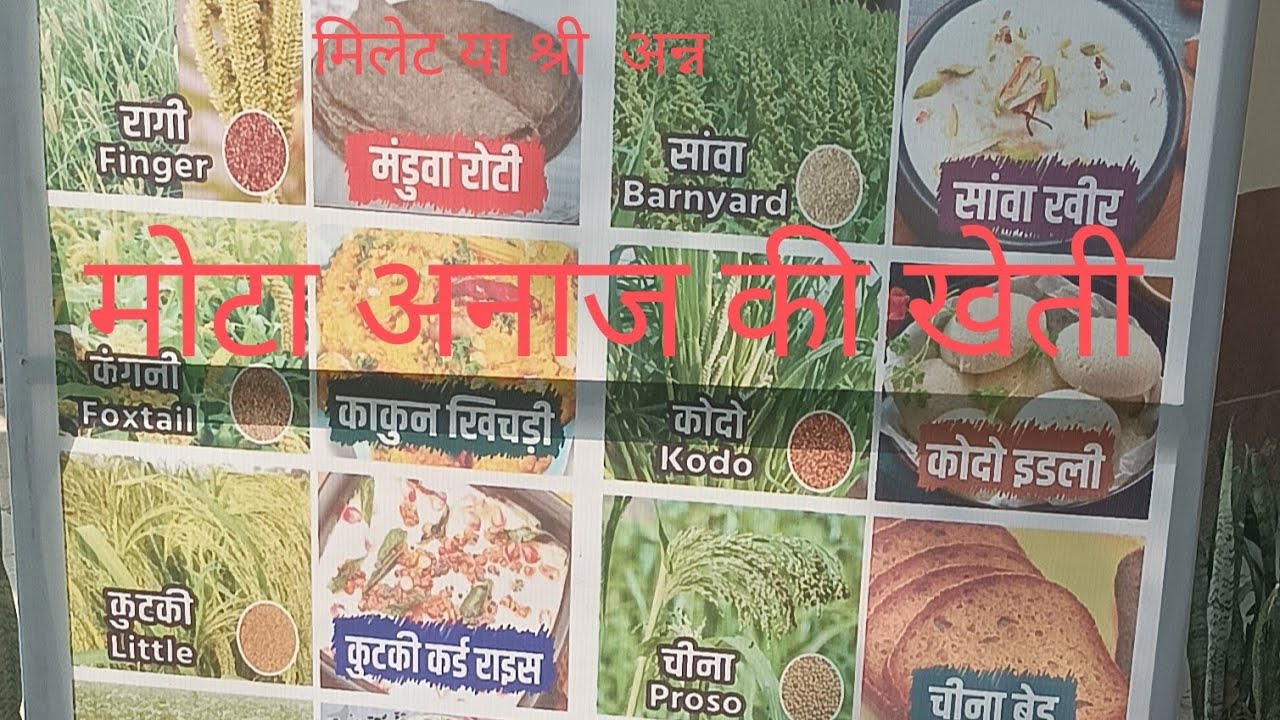 Cultivation of Millets: श्री अन्न / मोटे अनाज की खेती , @climate change and heath benefits.class 1