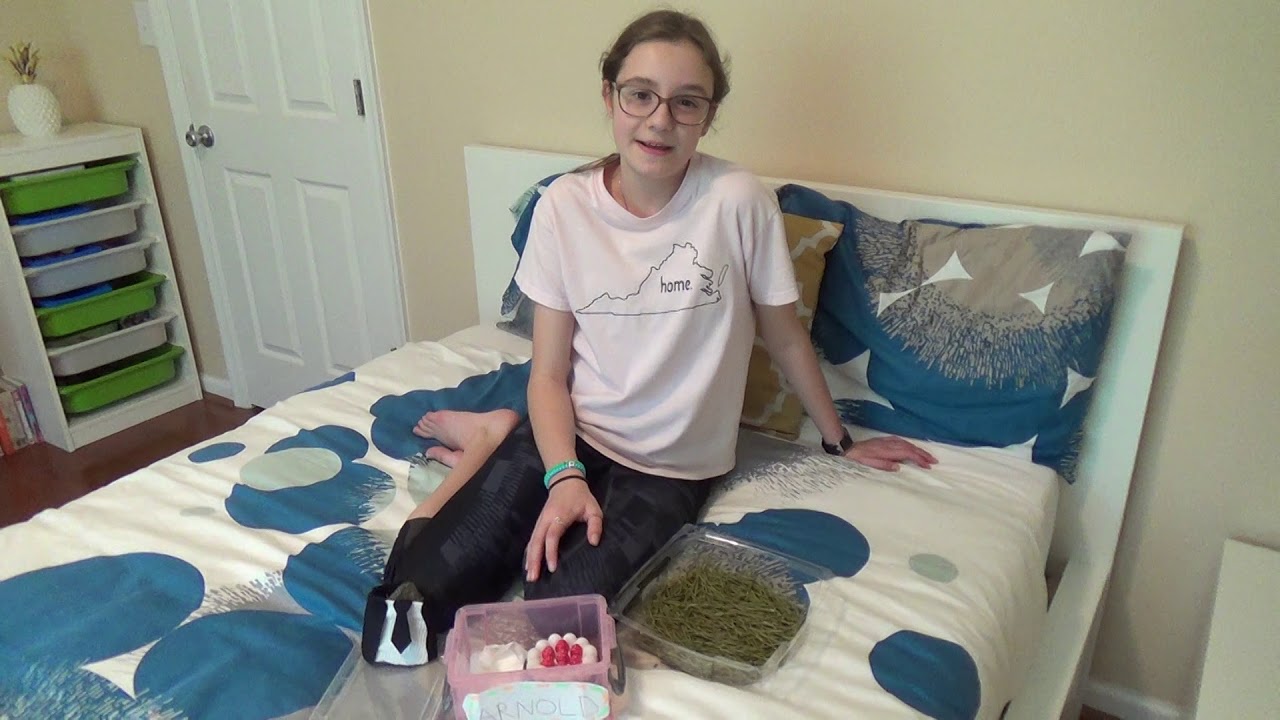 Pet Rock Ownership Guide