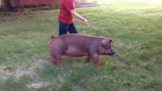 16-6 Duroc Gilt