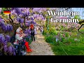  weinheim germany   springtime stroll through old town and botanic gardens