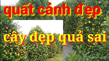 quất tết 2021 dáng lùm, quất cảnh cây đẹp quả sai cho quất cảnh tết 2021 | AlibabaHchannel