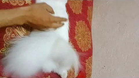 Watch the video about 15 day PREGNANT Persian cat female sale 9420633839