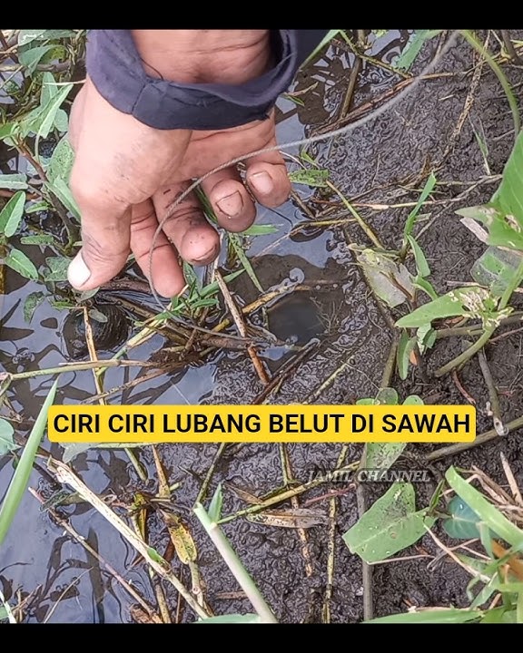 edan sensasi  tarikan  belut sawah ini bikin ketagihan, | Mancing belut sawah #macingbelut #ngurek