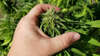 Outdoor Cannabis Grow 9-27-19