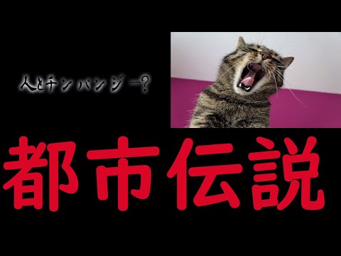 【都市伝説】証拠の為に保管2 奇天烈動画配信団