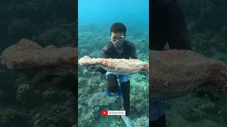 This Brainless Sea Creature Can Puke Its Guts to Survive! #animalfacts  #shorts  #weirdanimals