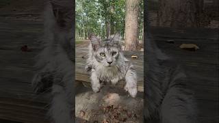 outside deep in a forest at an abandoned campground #vanlive #catvideo #mainecoon #travel #cat #fyp