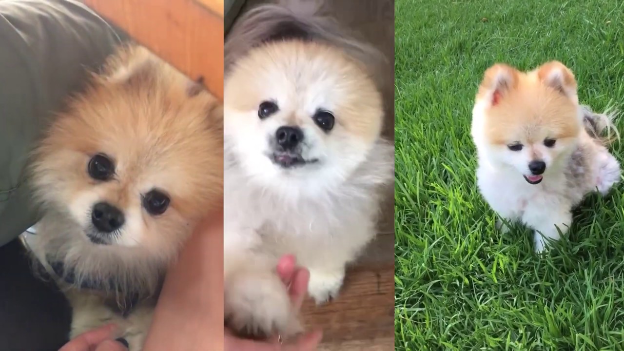 Watch Pet Shimmers - Tyson on YouTube Watch Pet Shimmers - Tyson on YouTube