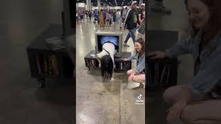 Best Cosplay at ATL Comic Con | The Ring Cosplay