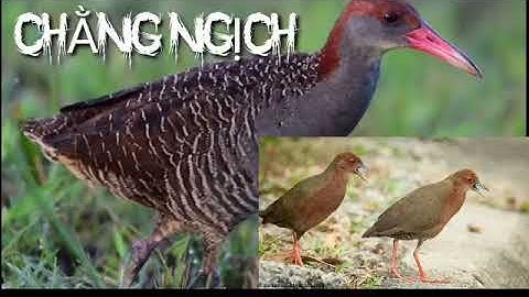 tiếng chim ốc cao và chằng nghịch cho ae nào cần ( Sang 68 TV )