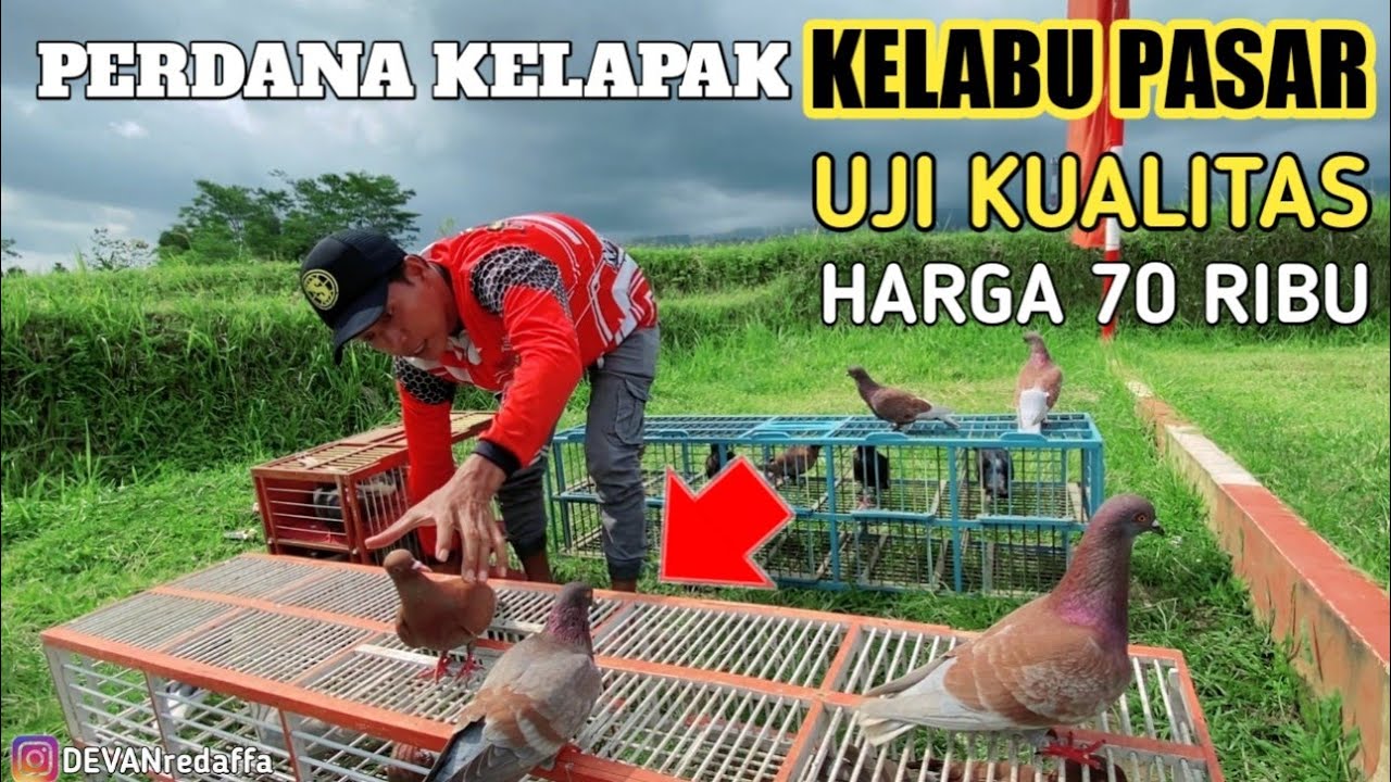UJI KUALITAS MERPATI PASAR DI LAPAK KOLONG NIRWANA