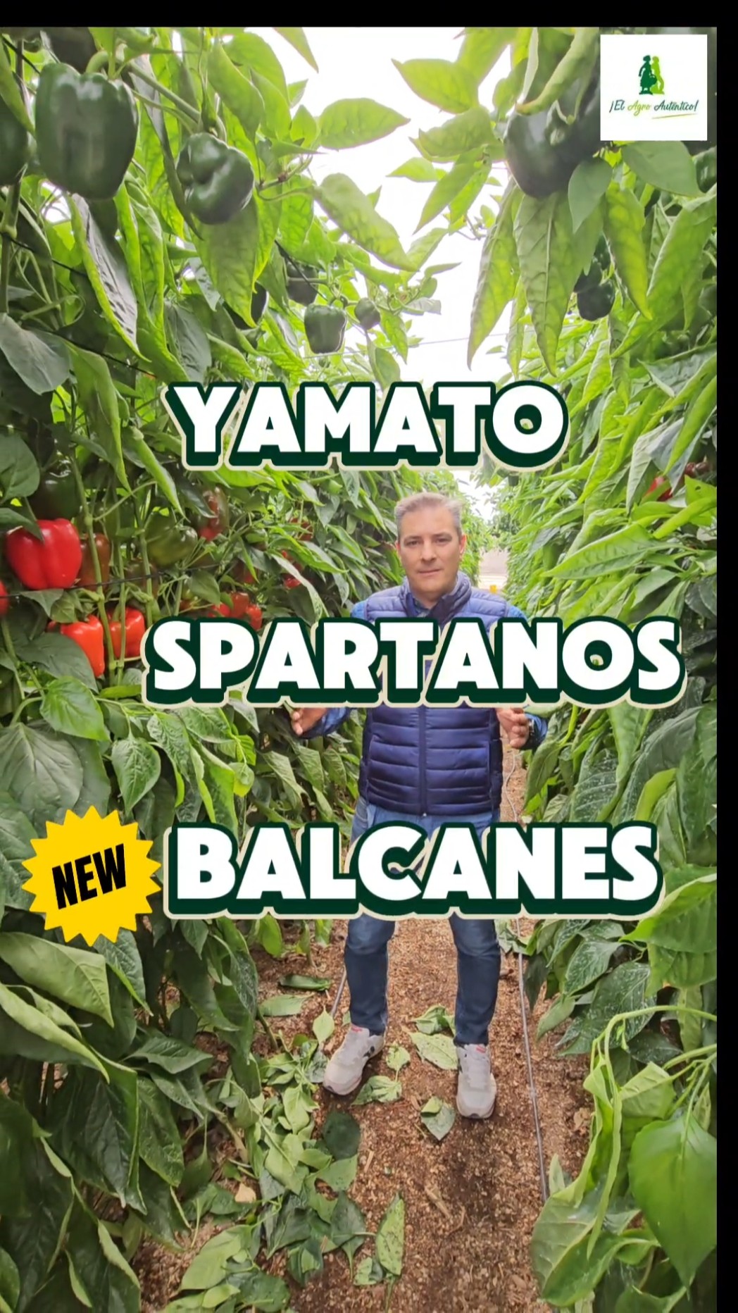 Tres nuevos californias rojos: Spartanos, Balcanes y Yamato. #syngenta #syngentavegetables