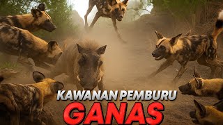 Anjing liar Afrika pemburu ganas mencabik cabik mangsanya