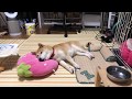 柴犬小春 【ライブ】花火の先っぽのヒラヒラはちぎってから使いましょう