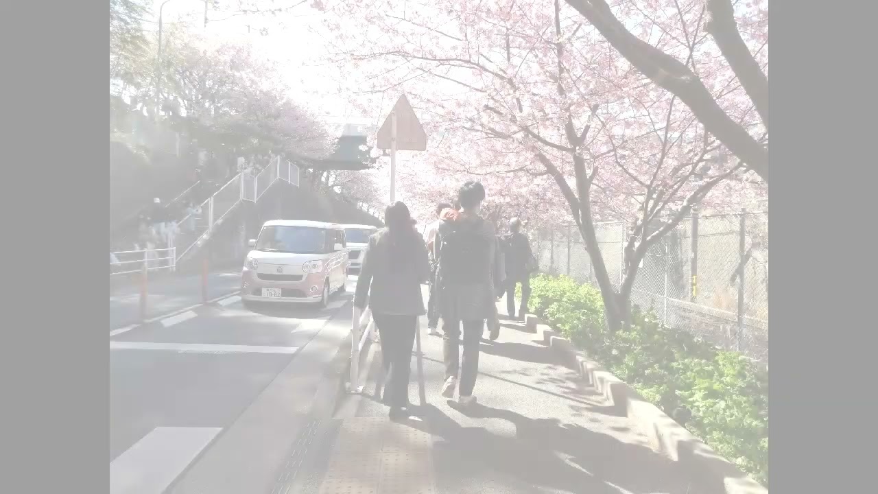 三浦海岸の河津桜