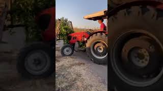 Çift Zaga Ile Bağ Dal - Filiz Kesme. İsmail Turan Ve Eray Turan. 0 535 953 88 33