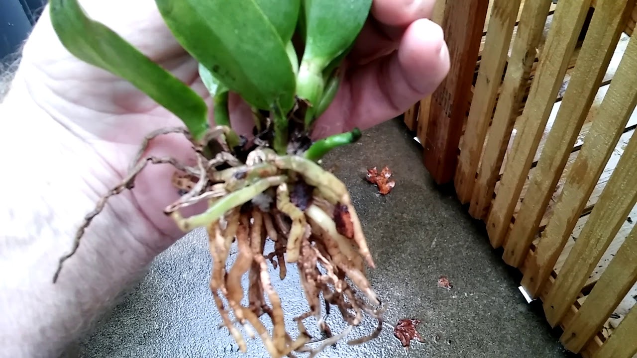 Orchids...........bag baby update...2 YouTube