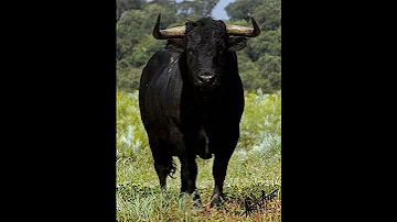 صوت ثور Bull 